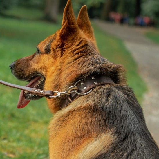 collier chien cuir sweetleather brun berger allemand en laisse