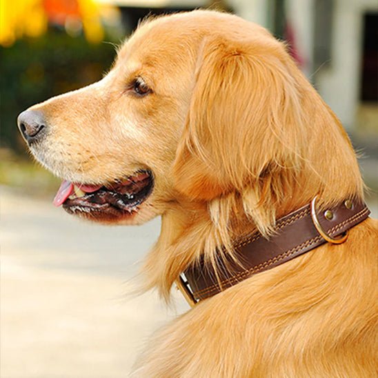 collier chien cuir sweetleather brun golden