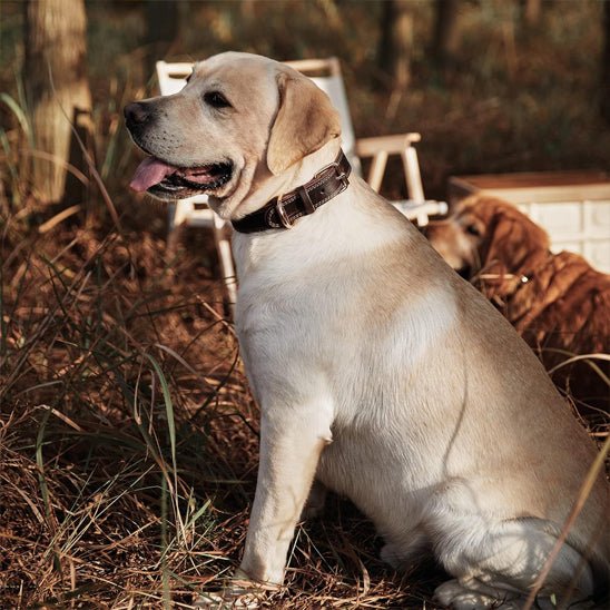 collier chien cuir sweetleather brun labrador golden en camping