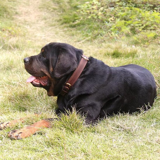 collier chien cuir sweetleather brun rottweiler repos