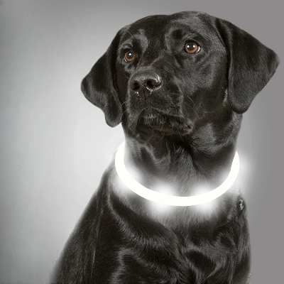Collier Chien - DogCollarLight™ - Blanc - Tout pour Papattes