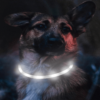 Collier Chien - DogCollarLight™ - Blanc - Tout pour Papattes