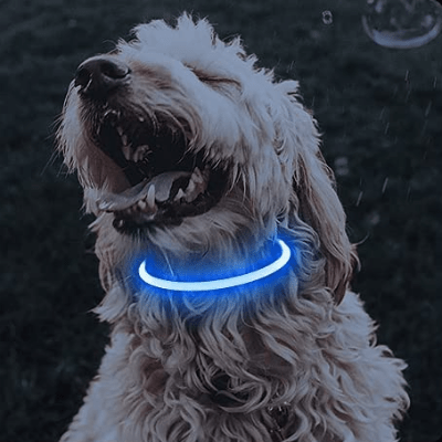Collier Chien - DogCollarLightâą - Bleu - Tout pour Papattes