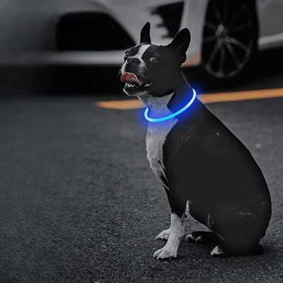 Collier Chien - DogCollarLightâą - Bleu - Tout pour Papattes