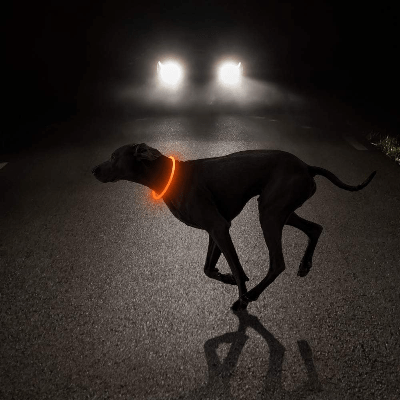 Collier Chien - DogCollarLightâą - Jaune - Tout pour Papattes