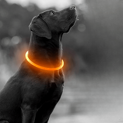 Collier Chien - DogCollarLightâą - Jaune - Tout pour Papattes