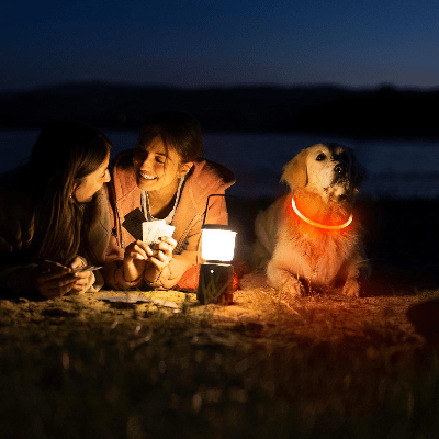 Collier Chien - DogCollarLightâą - Jaune - Tout pour Papattes