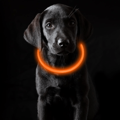 Collier Chien - DogCollarLightâą - Orange - Tout pour Papattes