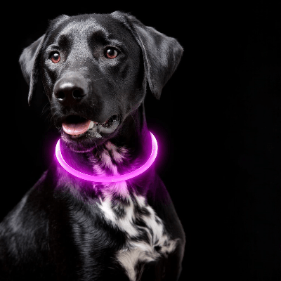 Collier Chien - DogCollarLightâą - Rose - Tout pour Papattes