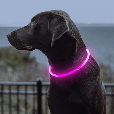 Collier Chien - DogCollarLightâą - Rose - Tout pour Papattes