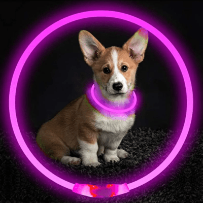 Collier Chien - DogCollarLightâą - Rose - Tout pour Papattes