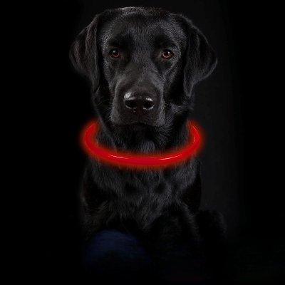 Collier Chien - DogCollarLightâą - Rouge - Tout pour Papattes