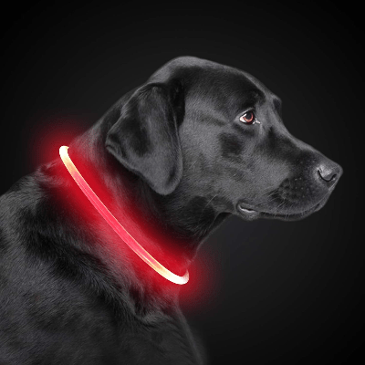 Collier Chien - DogCollarLightâą - Rouge - Tout pour Papattes