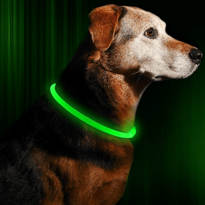 Collier Chien - DogCollarLightâą - Vert - Tout pour Papattes