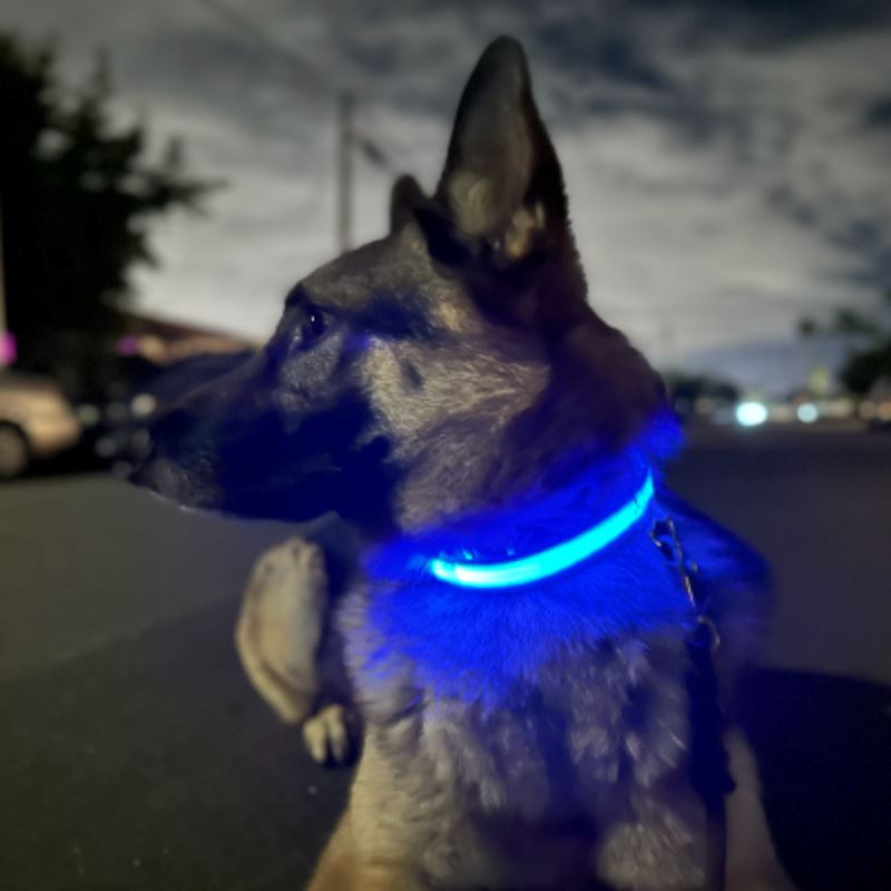 Collier Chien - LEDCollarDogâą - Bleu - Tout pour Papattes
