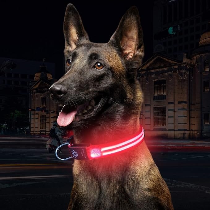 Collier Chien - LEDCollarDogâą - Rose - Tout pour Papattes