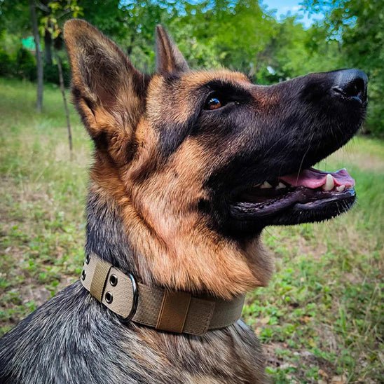 collier chien tacticalcollar kaki berger allemand regard haut