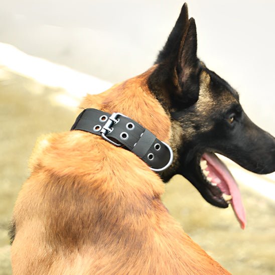 collier chien tacticalcollar noir berger allemand profil