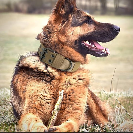 collier chien tacticalcollar vert berger allemand couche gazon