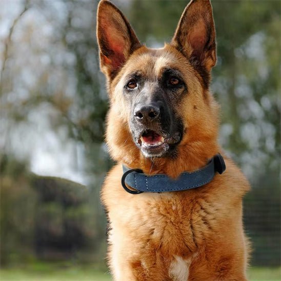 collier cuir chien colorfulleathercollar berger allemand bleu