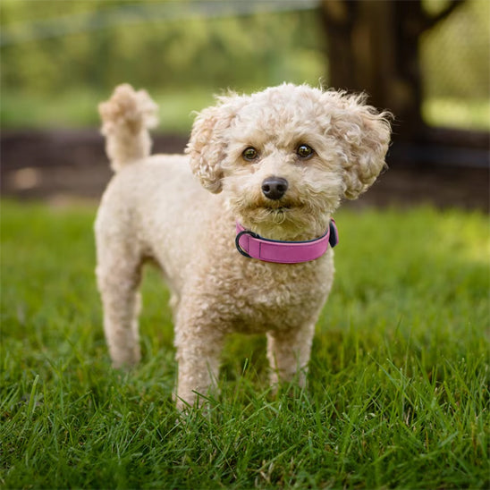 collier cuir chien colorfulleathercollar rose caniche
