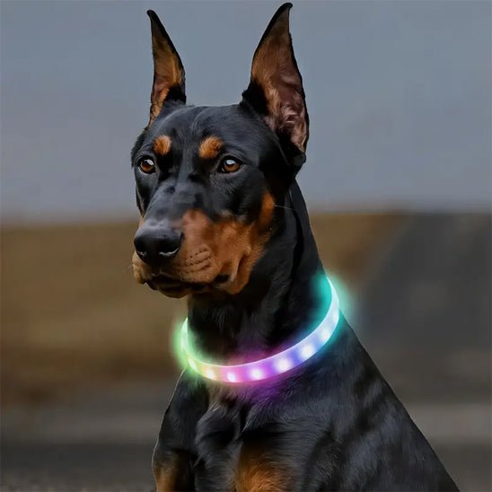 collier lumineux chien shiningcollar dobermann face multicolor