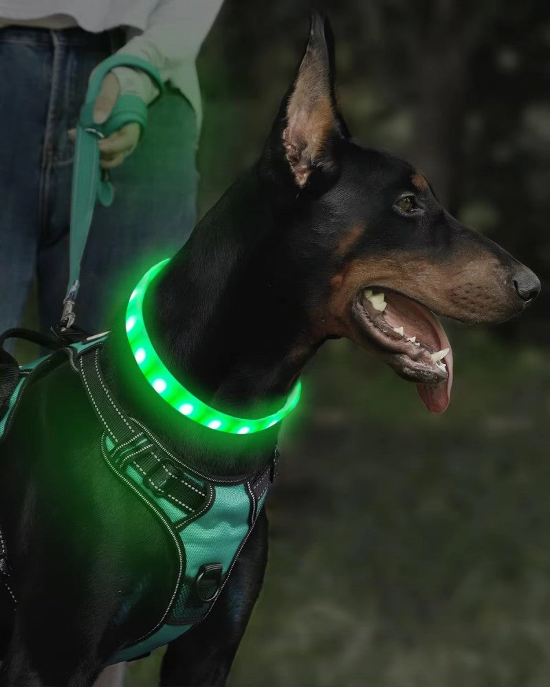 collier lumineux chien shiningcollar dobermann vert en balade