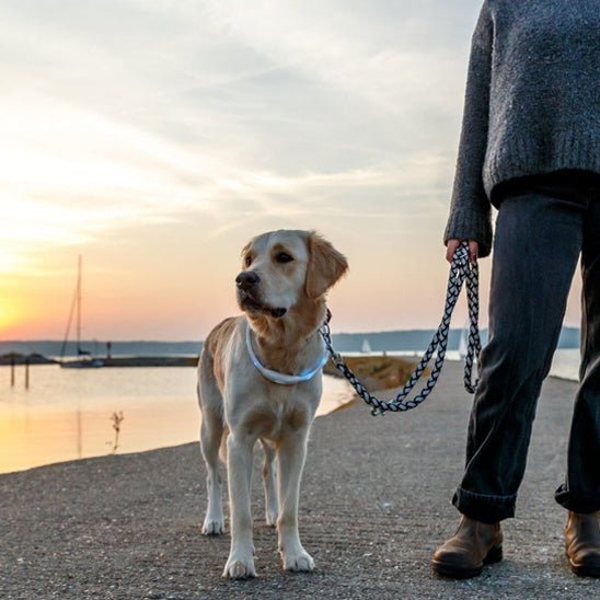 collier lumineux chien shiningcollar labrador bord de lac avec maitresse