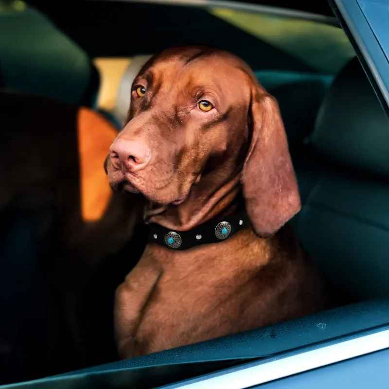 collier pour chien en cuir vintageleathercollar braque hongrois assis voiture