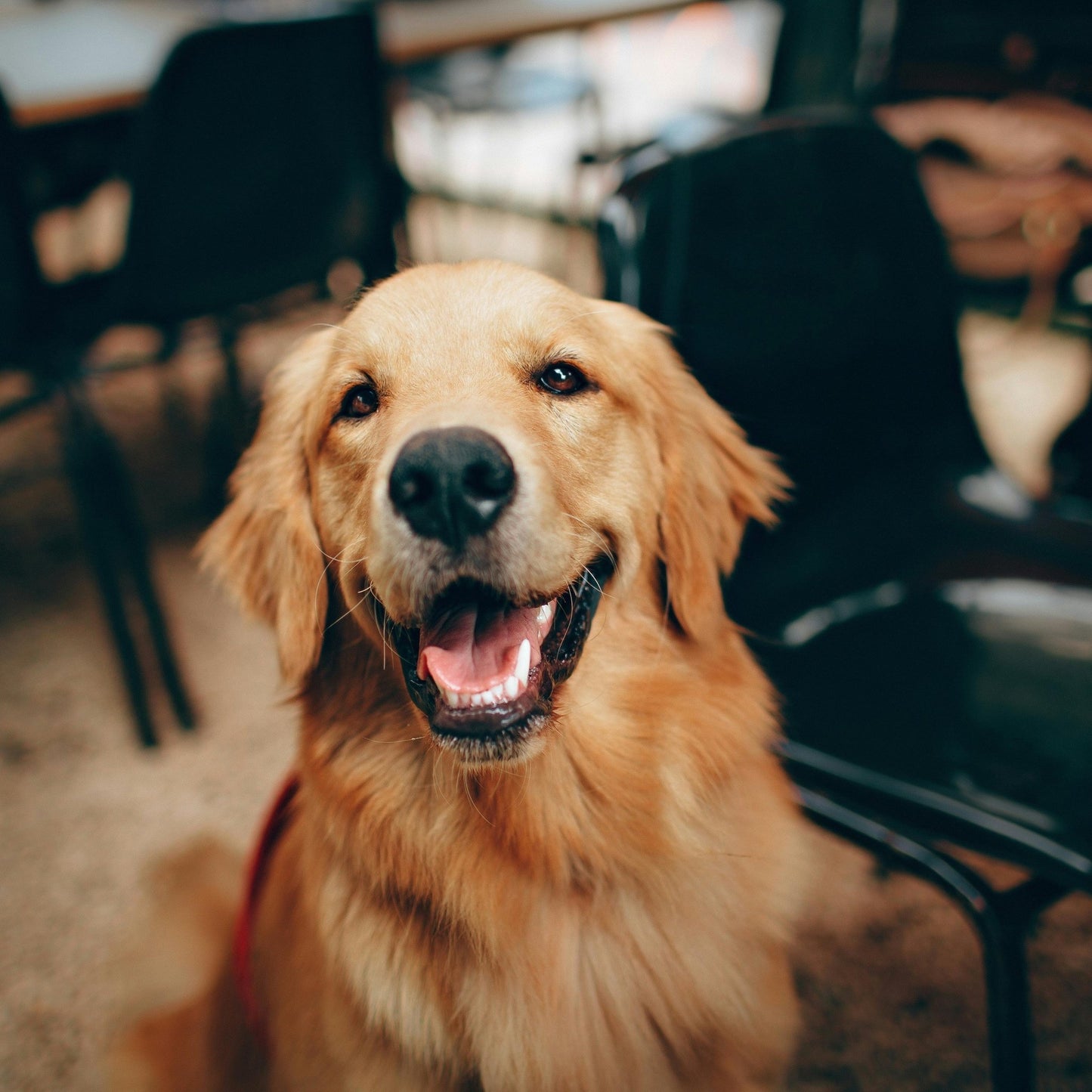 Ebook | Créer une routine zen pour chien : Guide bien - être, jeux et habitudes - Tout pour Papattes