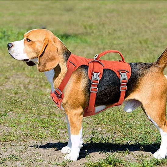 harnais chien safedog orange beagle parc