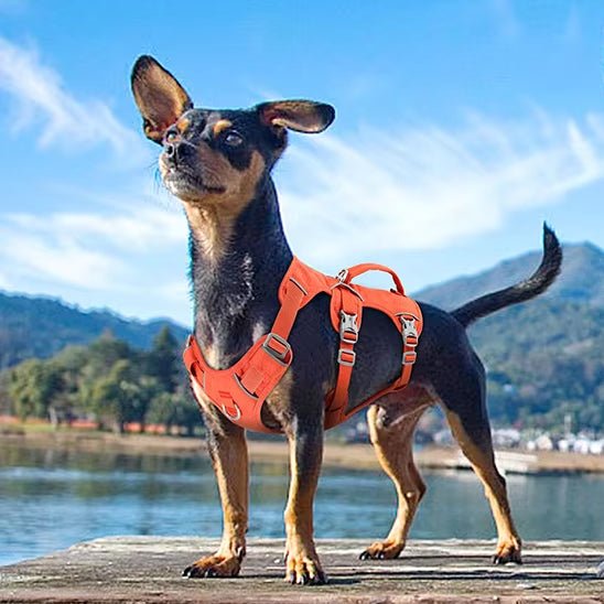harnais chien safedog orange pinscher nain plage