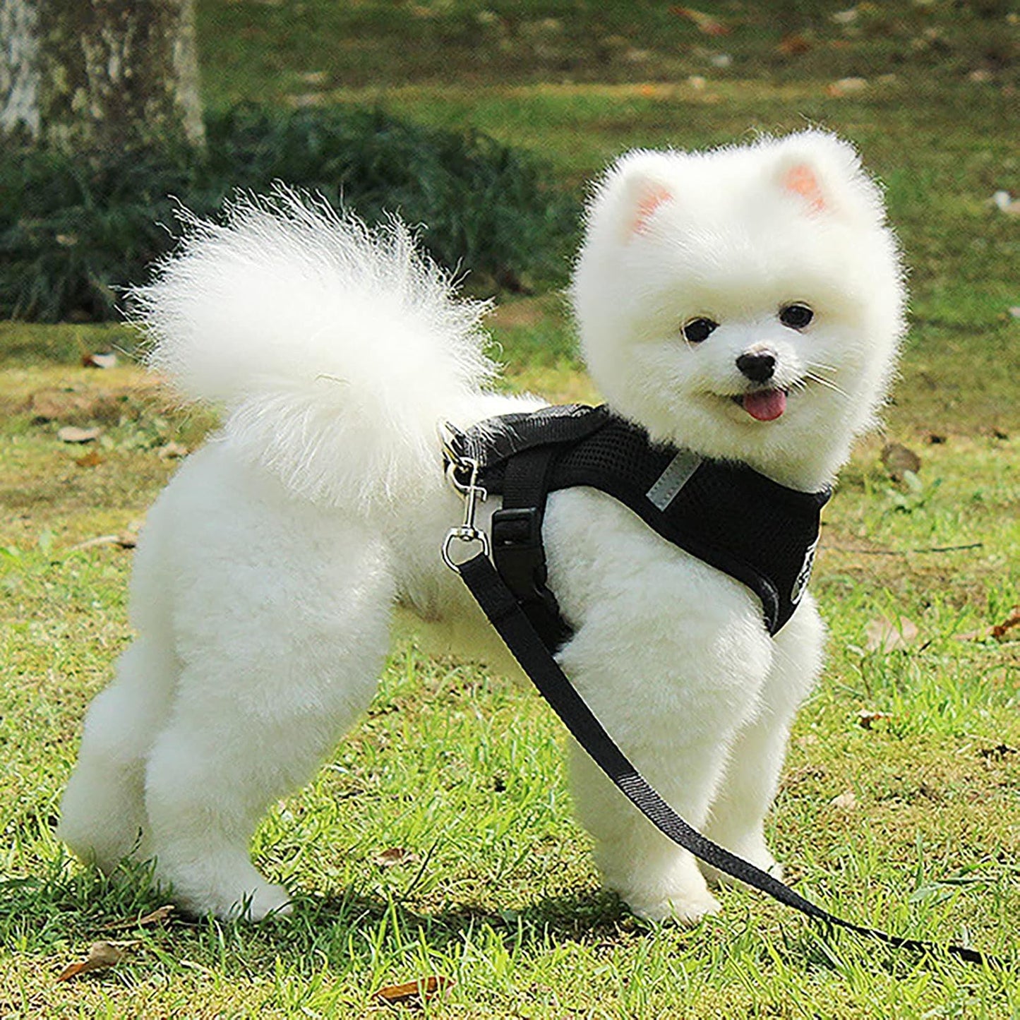 Harnais Petit Chien - DogHarnessLeadLeashâą - Noir - Tout pour Papattes