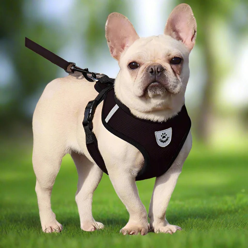 Harnais Petit Chien - DogHarnessLeadLeashâą - Noir - Tout pour Papattes