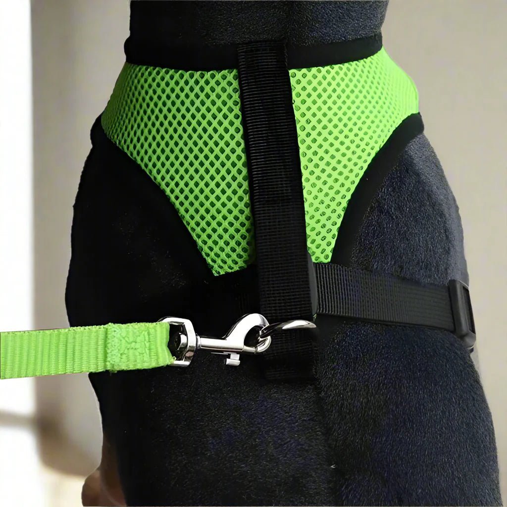 Harnais Petit Chien - DogHarnessLeadLeashâą - Vert - Tout pour Papattes
