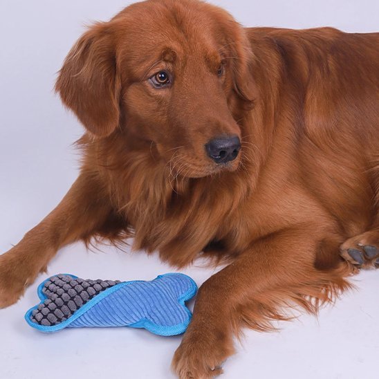 jouet chien funny bone bleu golden retriever brun jouet au sol