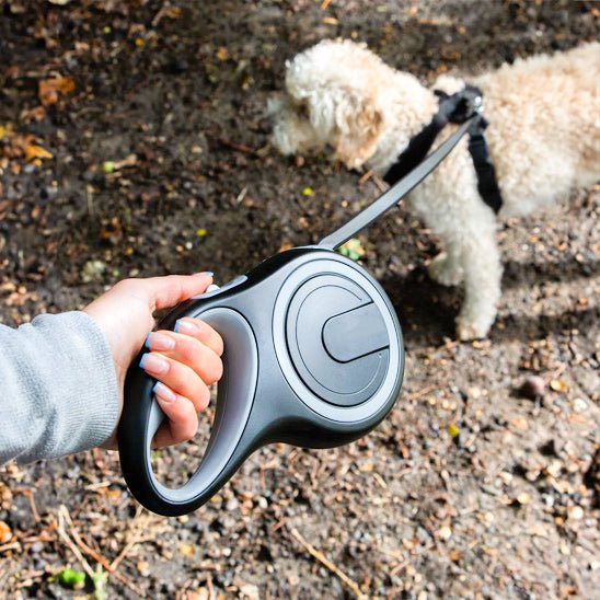 laisse chien caniroll gris petit chien blanc