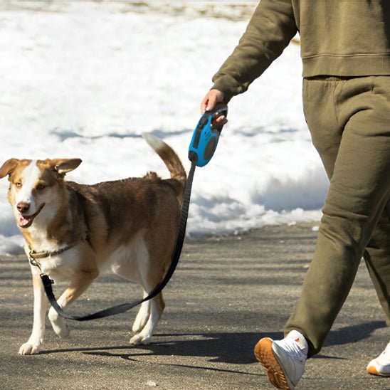 laisse de chien canibone husky du labrador promenade