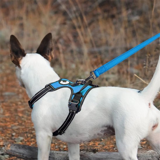 laisse pour chien canileash bleue harnais profil chien blanc
