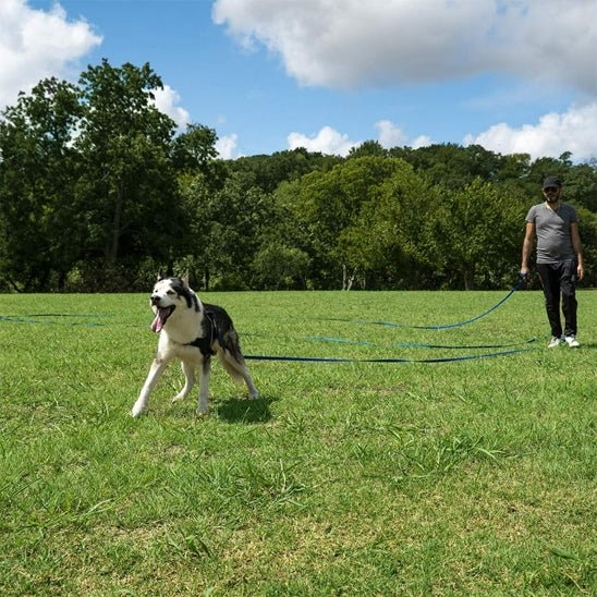 laisse pour chien canilonge bleue husky grand espace