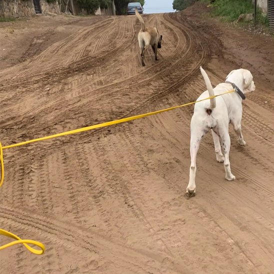 laisse pour chien canilonge deux chiens