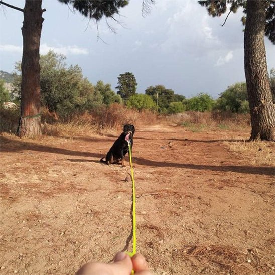 laisse pour chien canilonge jaune chien noir