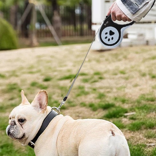laisse pour chien caniretract bouledogue francais regarde au loin