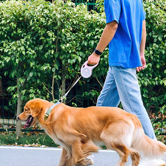laisse pour chien caniretract golden balade maitre