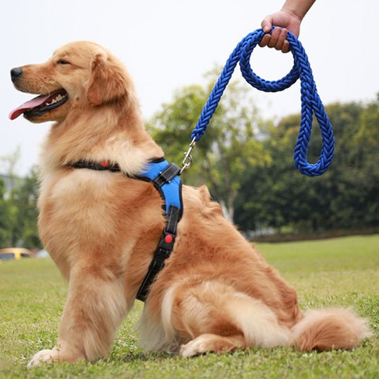 laisse pour chien canirobuste bleue golden assis