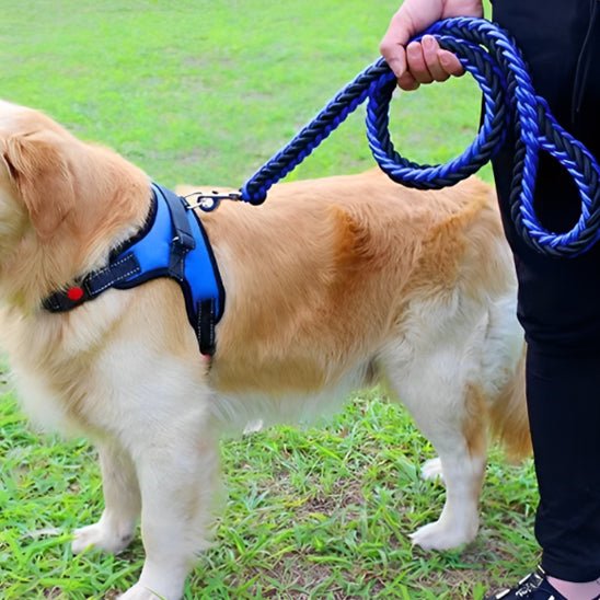 laisse pour chien canirobuste bleue noire