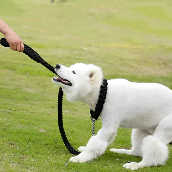 laisse pour chien canirobuste noire chien qui tire