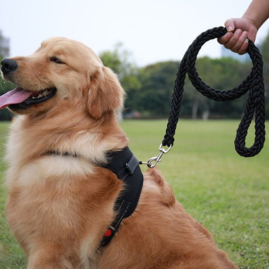 laisse pour chien canirobuste noire golden souriant