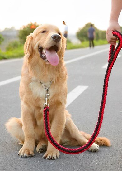 laisse pour chien canirobuste rouge et noire