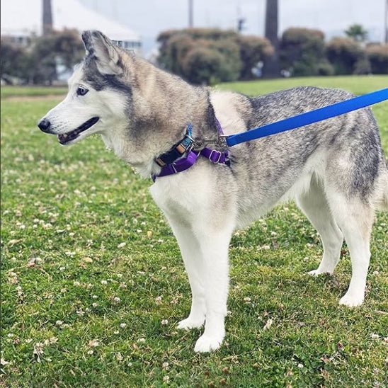 longe chien caniproof bleu husky